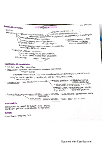 Morfologia.pdf