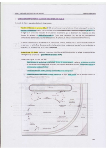 METABOLISMO-2-.pdf
