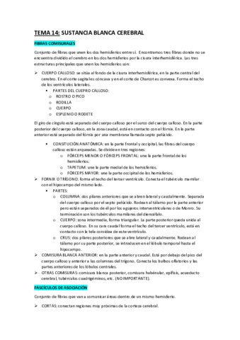 TEMA-14-NEUROANATOMIA.pdf