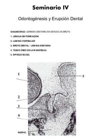 Seminario-4-Odontogenesis-y-Erupcion.pdf
