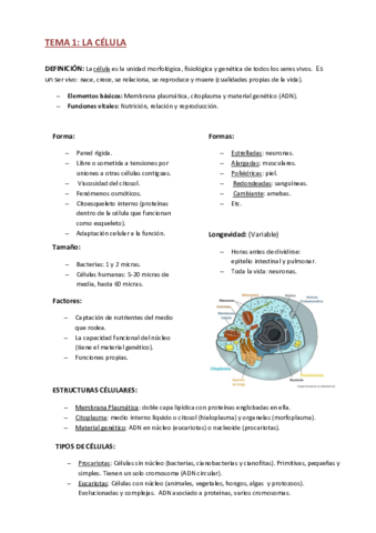 Apuntes-anatomia.pdf