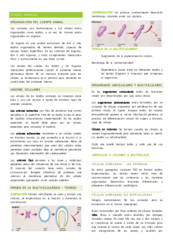 Tejidos-vegetales.pdf