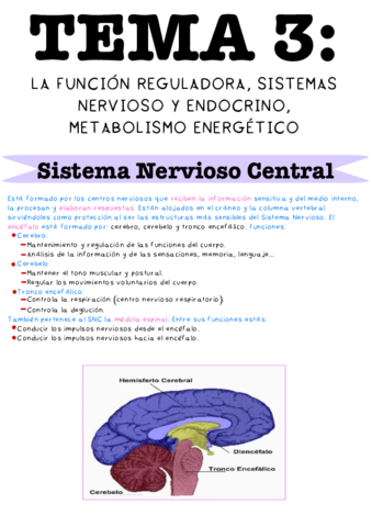 Tema-3-La-funcion-reguladora-sistemas-nervioso-y-endocrino-metabolismo-energetico.pdf