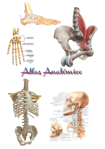 Atlas-Anatomico.pdf