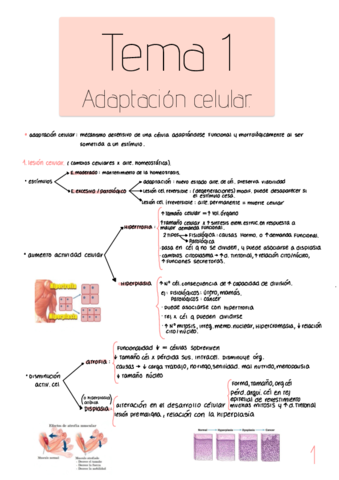 Citologia-Ginecologica-tema-1.pdf