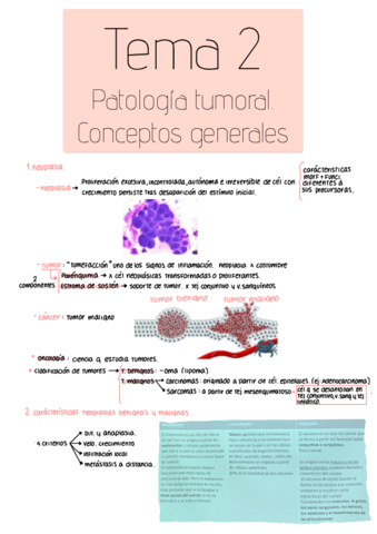 Citologia-Ginecologica-tema-2.pdf