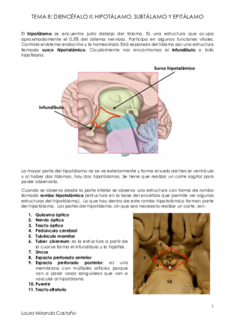Tema 8. Diencéfalo II. Hipotálamo subtálamo y epitálamo.pdf