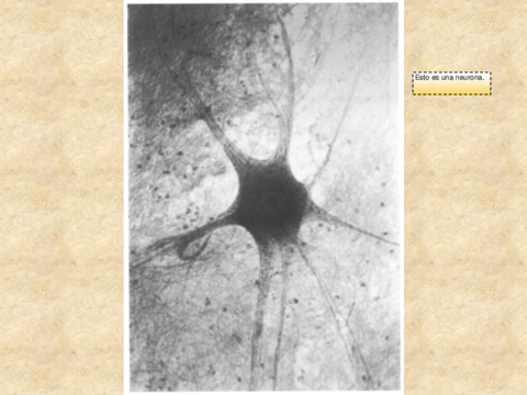 8-Tejido-Nervioso.pdf