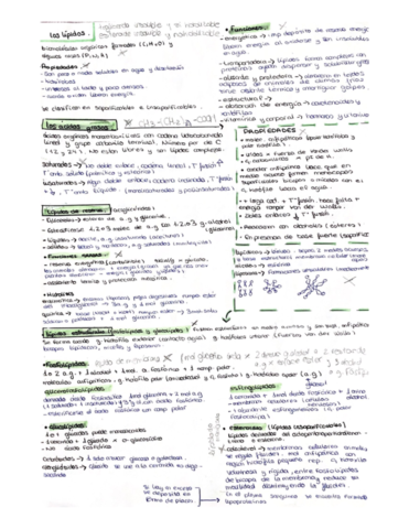 Tema-3--los-lipidos-.pdf
