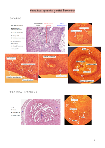 Practica-aparato-genital-femenino.pdf