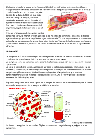clase-cardio.pdf