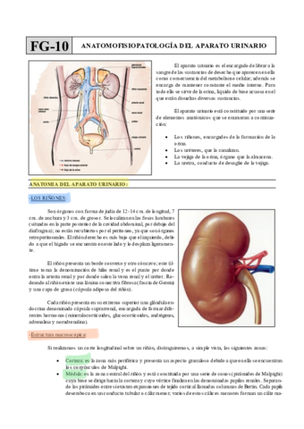 Urinario.pdf