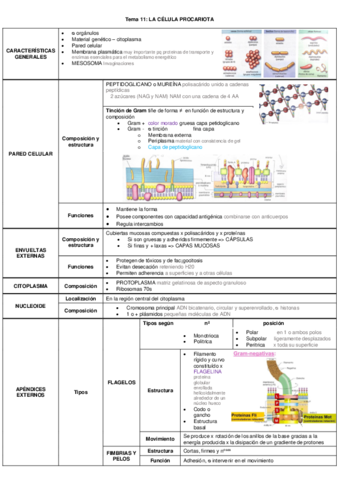 Esquema-tema-11-LA-CELULA-PROCARIOTA.pdf