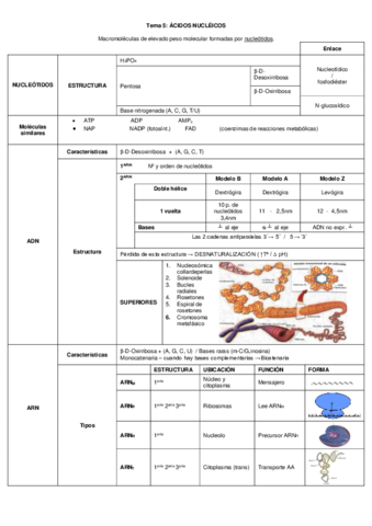 Esquema-tema-5-ACIDOS-NUCLEICOS.pdf
