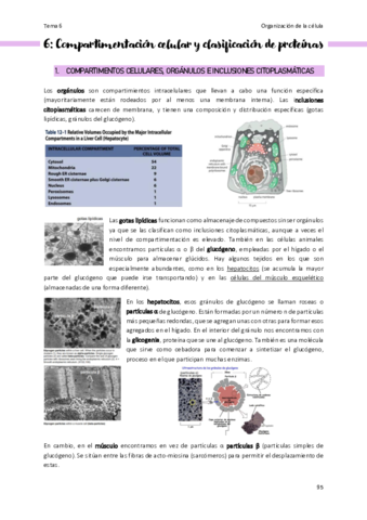Tema-6-Organizacion-de-la-celula.pdf