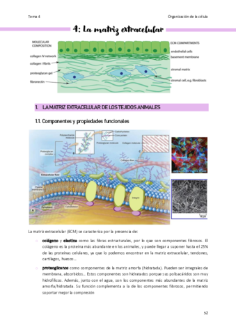 Tema-4-Organizacion-de-la-celula.pdf