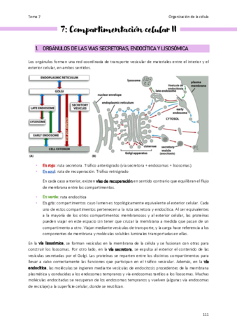 Tema-7-Organizacion-de-la-celula.pdf