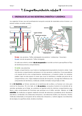 Tema-7-Organizacion-de-la-celula.pdf