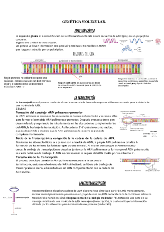 BIOLOGIA-T11-genetica-molcular.pdf