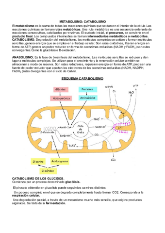 Biologia-T8-catabolismo.pdf