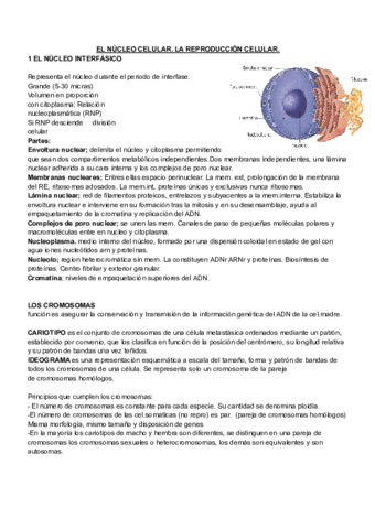 Biologia-T7-nucleo-reproduccion-celular.pdf