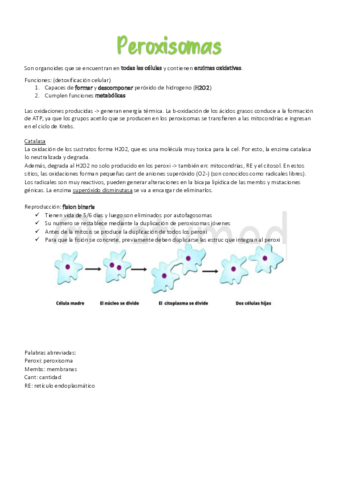 4Peroxisomas-citosol-y-citoesqueleto.pdf