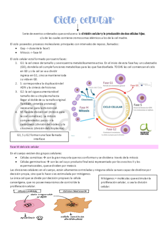 13Ciclo-celular.pdf