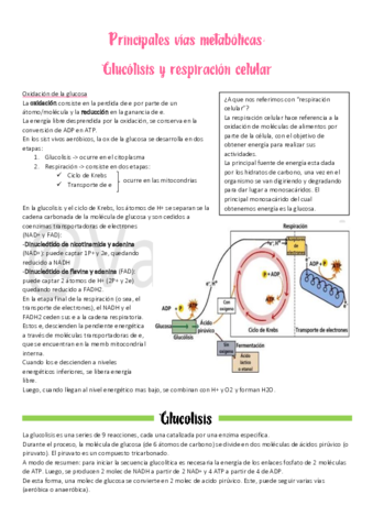 6Glucolisis-y-respiracion-cel.pdf