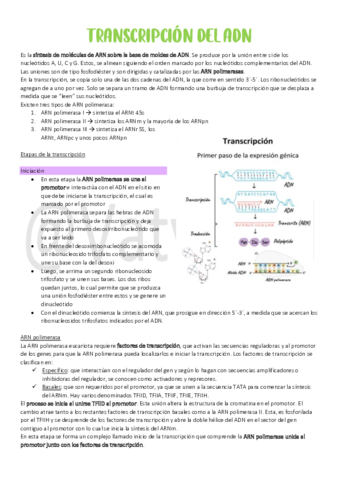 10Transcripcion-del-ADN.pdf