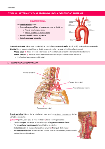 TEMA-48-Arterias-y-venas-profundas-de-la-extremidad-superior.pdf