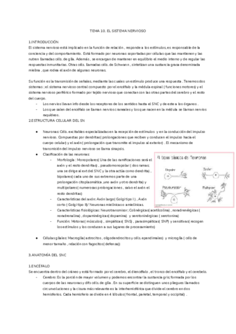 EL-SISTEMA-NERVIOSO-Y-ENDOCRINO.pdf