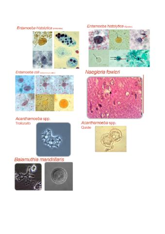 imagenes-parasito-1.pdf