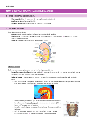 TEMA-5-Quinta-a-octava-semana-del-desarrollo.pdf