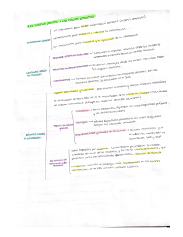 sistema-nervioso.pdf