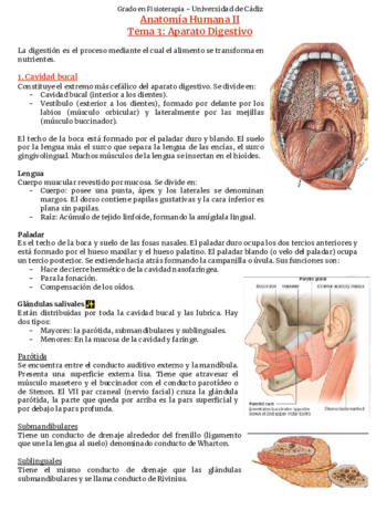 Tema-3-Aparato-digestivo