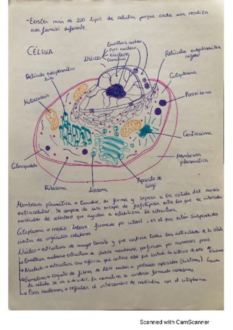 Celula-y-organulos-funciones.pdf