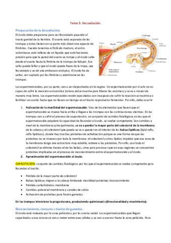 Tema-3-fecundacion.pdf