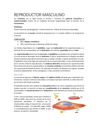 REPRODUCTOR-MASCULINO.pdf