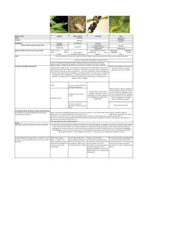 Tabla-Insectos-Vectores-soluciones.pdf