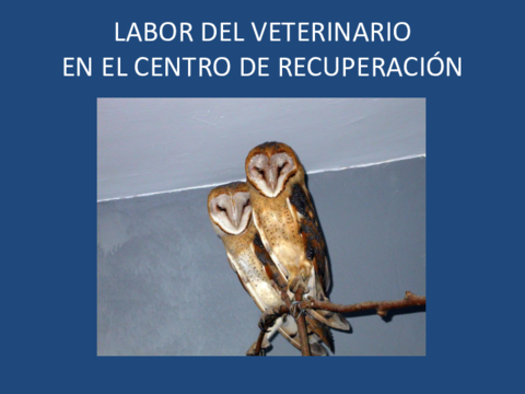 Labor-del-veterinario-en-un-centro-de-recuperacion.pdf