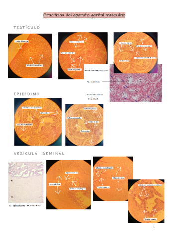 Practicas-del-aparato-genital-masculino.pdf