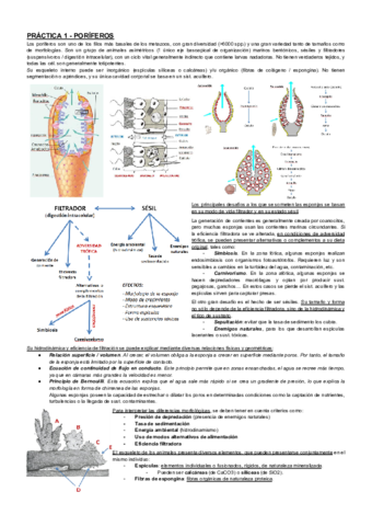 RESUMEN-PRACTICAS-ZOOLOGIA.pdf