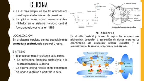 NEUROTRANSMISOR-GLICINA.pdf