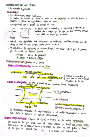 Metabolismo-de-los-lipidos.pdf