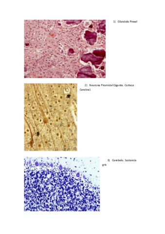 Examen Practico Histologia II Febrero.pdf