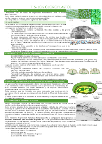 T15-CLOROPLASTOS.pdf