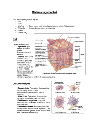 3-Sistema-tegumentari.pdf