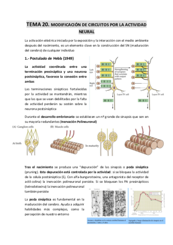 TEMA-20-Modificacion-de-circuitos-por-la-actividad-neural.pdf