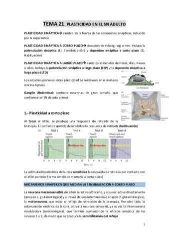 TEMA-21-Plasticidad-en-el-SN-adulto.pdf