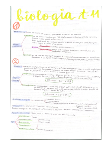 Anabolisme.pdf
